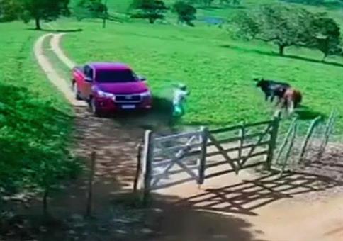 Erstmal die Kühe von der Weide scheuchen