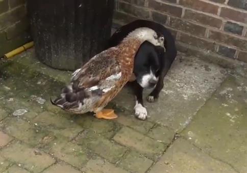 Ente tröstet traurigen Hund