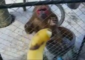 Was macht ein Affe nachdem er drei Bananen gegessen hat?
