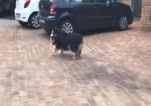Hund verschätzt sich leicht beim Absprung