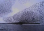 Vogelschwarm über dem Wasser