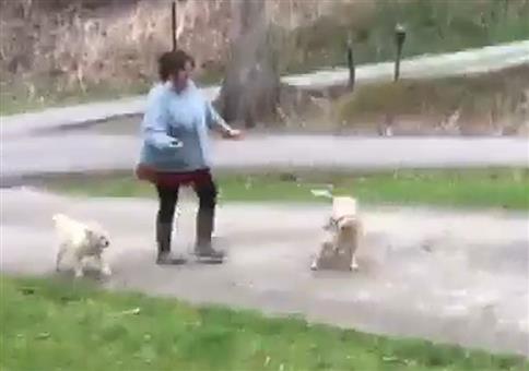 Die menschliche Hunde-Treppe