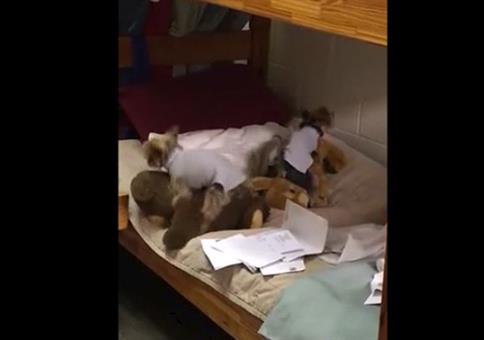 Hunde und Kuscheltiere