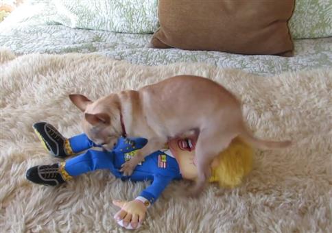 Hund zeigt ganz besonderen Trump Protest