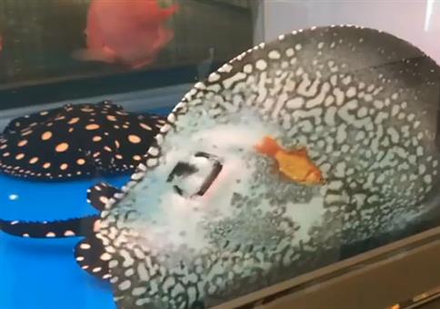 Jochen der Rochen frisst heute Fisch