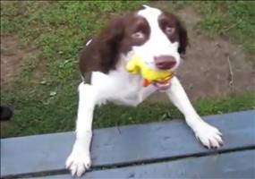 Blinder Hund spielt Fange