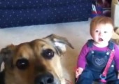 Hunde bringen Babys zum lachen - Compilation