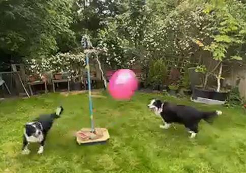Hunde Ping Pong
