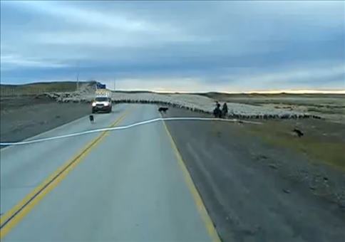 Riesige Schafherde in Chile