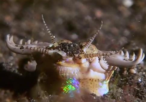 Der Killer am Meeresgrund