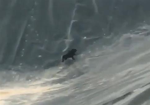 Hund rennt Plane hoch