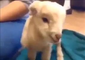 Baby Ziege gibt alles!