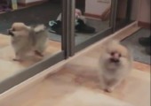 Hund trifft auf Spiegel