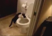 Katze und die Toilettenspülung