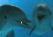 Delfine erkennen sich selbst im Spiegel