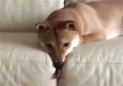 Dieser Hund säubert eure Sofaritzen