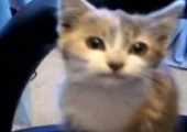 Best of Katzen Clips