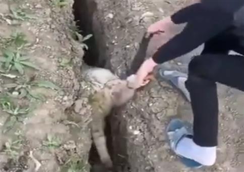 Schäfchen in der Grube