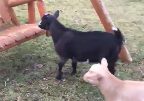 Ricky die Ziege auf der Schaukel