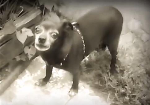 The sound of silence - Animal Edition