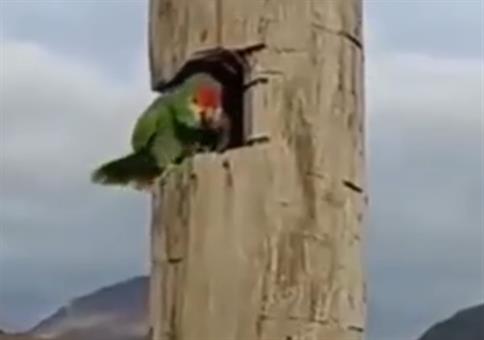 Papagei hat das was Überraschendes in seinem Nest