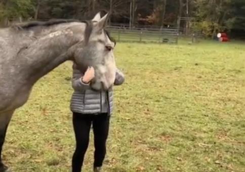 Kein Zaumzeug - Kein Problem