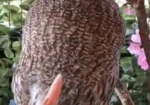 Finger in das Federkleid stecken