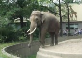 Elefant wirft mit Kacke