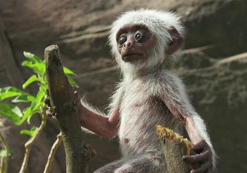 Affen trauern um toten Fake-Affen