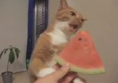 Katze mampft Wassermelone