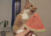 Katze mampft Wassermelone