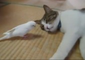 Vogel ärgert Katze