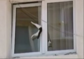 Katze hängt im Fenster fest