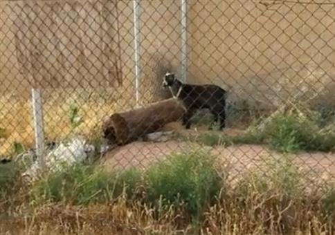 Diese Ziege ist ein guter Ausbrecher