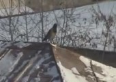 Krähe rodelt auf dem Dach