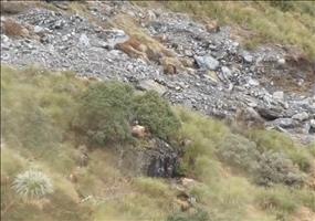 Wieviele Ziegen zählst du in den ersten 10 Sekunden?