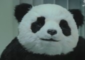 Sag niemals nein zu Panda