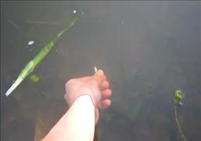 Und so fängt man große Fische mit den bloßen Händen