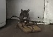 Maus krallt sich Käse aus Mausfalle