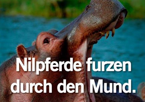 Nilpferde furzen durch den Mund
