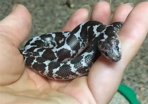 Glückliche kleine Schlange im Sand