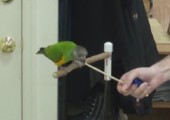 Weltrekord: Papagei zeigt 20 Tricks in 2 Minuten