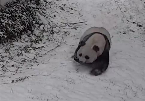 Panda im Schnee