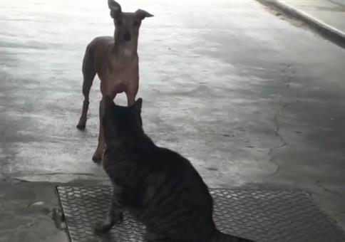 Hund tanzt für Katze