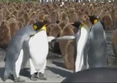 Kleiner Slap-Fight zwischen Königspinguinen