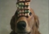 Hund balanciert Leckeris auf seiner Schnauze
