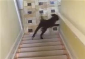 Hund gleitet die Treppe runter