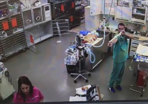 Der Gummihandschuh - Neulich in der Tierarztpraxis