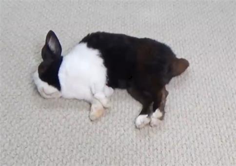 Der PEZ Spender Hase