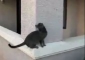 Ninja Katze